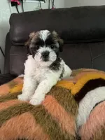 Shih Tzu, a male Shih Tzu for sale in Channelview, TX – 2 of 2