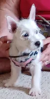 Dolly, a female West Highland White Terrier for sale in Asheboro, NC – 9 of 10