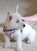 Dolly, a female West Highland White Terrier for sale in Asheboro, NC – 10 of 10