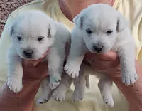 Dan, a male West Highland White Terrier for sale in Asheboro, NC – 4 of 4