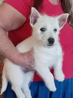 Abby, a female West Highland White Terrier for sale in Asheboro, NC – Photo 1 of 8