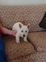 Abby, a female West Highland White Terrier for sale in Asheboro, NC – Photo 6 of 8