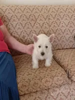 Abby, a female West Highland White Terrier for sale in Asheboro, NC – Photo 7 of 8