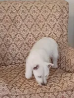 Abby, a female West Highland White Terrier for sale in Asheboro, NC – Photo 3 of 8