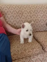 Abby, a female West Highland White Terrier for sale in Asheboro, NC – Photo 5 of 8
