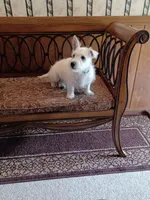 Candy, a female West Highland White Terrier for sale in Asheboro, NC – 2 of 10