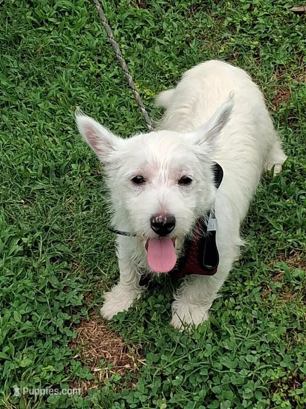 Candy – West Highland White Terrier puppy for sale in Asheboro, NC