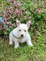Calli, a female West Highland White Terrier for sale in Asheboro, NC – 8 of 10