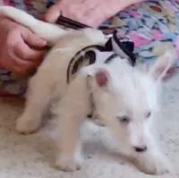 Carlie, a female West Highland White Terrier for sale in Asheboro, NC – 9 of 10