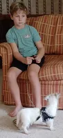 Dan, a male West Highland White Terrier for sale in Asheboro, NC – 9 of 10
