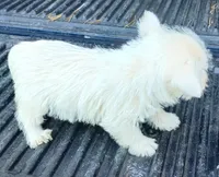 Don, a male West Highland White Terrier for sale in Asheboro, NC – 7 of 7
