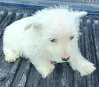 Don, a male West Highland White Terrier for sale in Asheboro, NC – 3 of 7