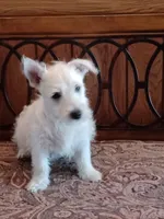 Candy, a female West Highland White Terrier for sale in Asheboro, NC – 6 of 10