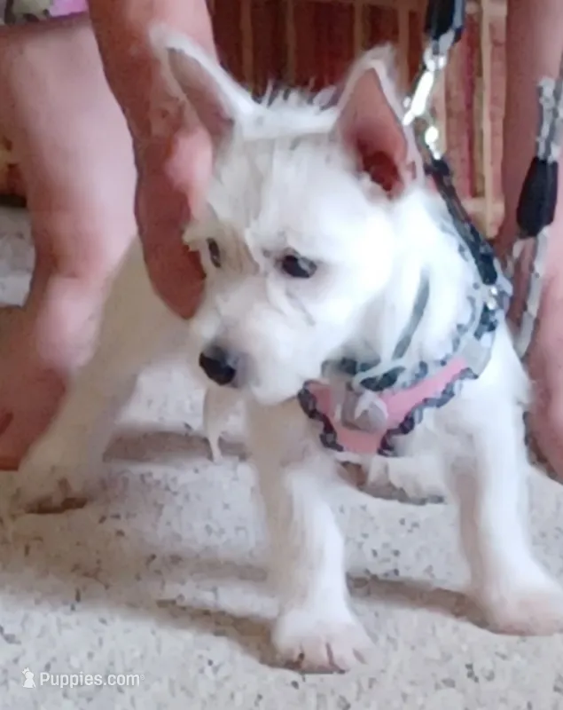 Dolly – West Highland White Terrier puppy for sale in Asheboro, NC