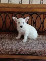 Carol, a female West Highland White Terrier for sale in Asheboro, NC – 4 of 10