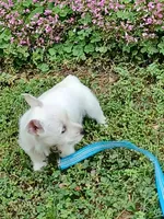 Calli, a female West Highland White Terrier for sale in Asheboro, NC – 9 of 10