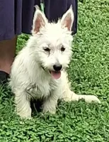 Cass, a female West Highland White Terrier for sale in Asheboro, NC – 5 of 10