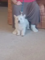 Bill, a male West Highland White Terrier for sale in Asheboro, NC – Photo 4 of 9