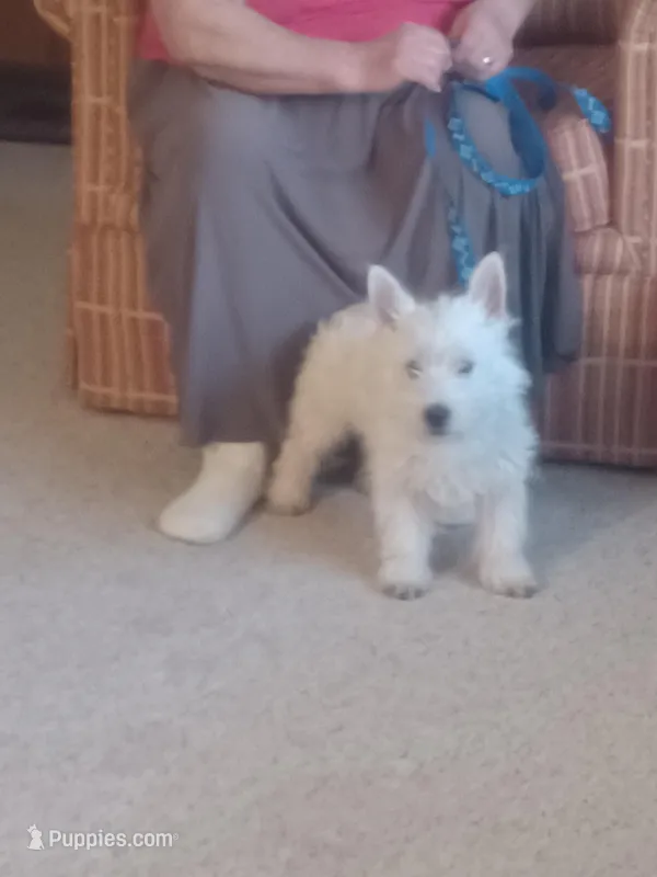 Bill, a male West Highland White Terrier for sale in Asheboro, NC – Photo 1 of 9