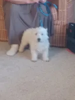 Bill, a male West Highland White Terrier for sale in Asheboro, NC – Photo 7 of 9