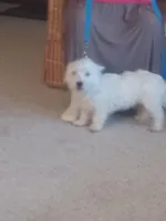 Bill, a male West Highland White Terrier for sale in Asheboro, NC – Photo 5 of 9