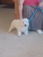 Bill, a male West Highland White Terrier for sale in Asheboro, NC – Photo 9 of 9