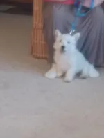 Bill, a male West Highland White Terrier for sale in Asheboro, NC – Photo 3 of 9