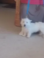 Bill, a male West Highland White Terrier for sale in Asheboro, NC – Photo 8 of 9