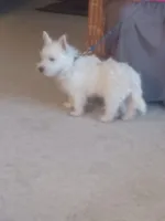 Bill, a male West Highland White Terrier for sale in Asheboro, NC – Photo 2 of 9