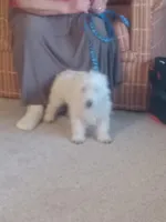 Bill, a male West Highland White Terrier for sale in Asheboro, NC – Photo 6 of 9