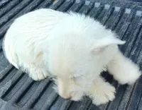 Don, a male West Highland White Terrier for sale in Asheboro, NC – 5 of 7