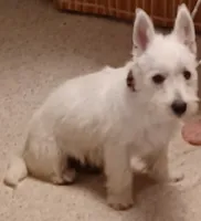 Cuddles, a female West Highland White Terrier for sale in Asheboro, NC – 2 of 10