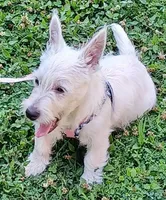 Carol, a female West Highland White Terrier for sale in Asheboro, NC – 4 of 10