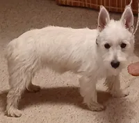 Cuddles, a female West Highland White Terrier for sale in Asheboro, NC – 10 of 10