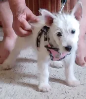 Dolly, a female West Highland White Terrier for sale in Asheboro, NC – 5 of 10