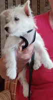 Carlie, a female West Highland White Terrier for sale in Asheboro, NC – 7 of 10