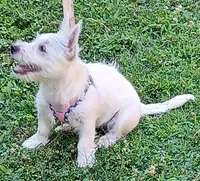 Carol, a female West Highland White Terrier for sale in Asheboro, NC – 7 of 10