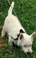 Cass, a female West Highland White Terrier for sale in Asheboro, NC – 10 of 10