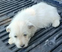 Daina, a female West Highland White Terrier for sale in Asheboro, NC – 2 of 7