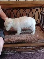 Candy, a female West Highland White Terrier for sale in Asheboro, NC – 10 of 10