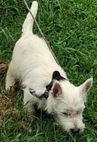 Cass, a female West Highland White Terrier for sale in Asheboro, NC – 8 of 10