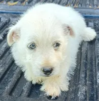 Daina, a female West Highland White Terrier for sale in Asheboro, NC – 4 of 7