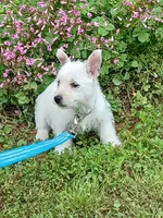 Calli, a female West Highland White Terrier for sale in Asheboro, NC – 2 of 10