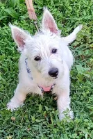 Carol, a female West Highland White Terrier for sale in Asheboro, NC – 1 of 10