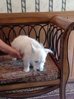 Candy, a female West Highland White Terrier for sale in Asheboro, NC – 8 of 10