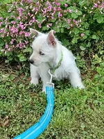 Calli, a female West Highland White Terrier for sale in Asheboro, NC – 5 of 10