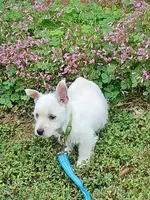 Calli, a female West Highland White Terrier for sale in Asheboro, NC – 3 of 10