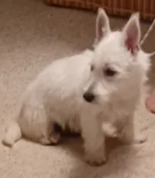 Cuddles, a female West Highland White Terrier for sale in Asheboro, NC – 6 of 10