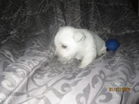 Vic, a male West Highland White Terrier for sale in Asheboro, NC – Photo 5 of 5