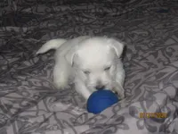 Vic, a male West Highland White Terrier for sale in Asheboro, NC – Photo 4 of 5